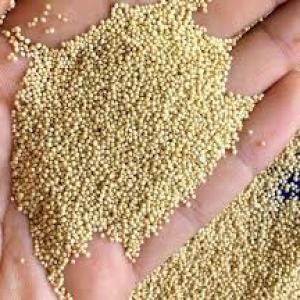 Amaranth Seeds ( Rajgira ) - 500 Gms