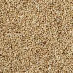 Little Millet (same) - 1 Kg